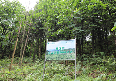 绿之韵多花黄精种植基地