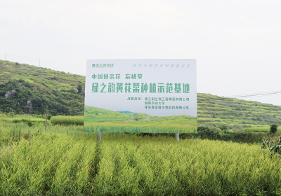 绿之韵黄花菜种植示范基地
